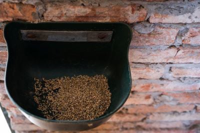 Oat in horse's feed bowl